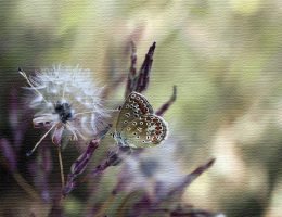 farfalla-pensiero-positivo