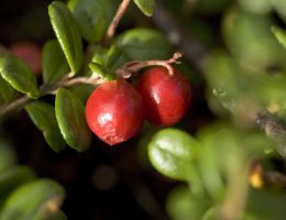 Naturopata Alessandro Di Coste