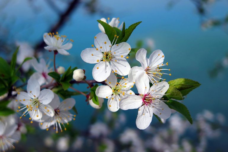 Naturopata Pinuccia Ceriani