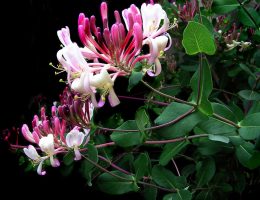 Naturopata Pinuccia Ceriani