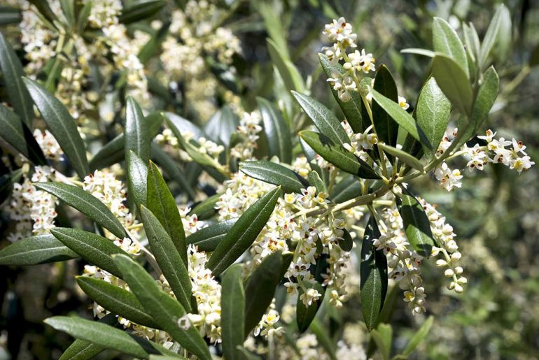 Naturopata Pinuccia Ceriani