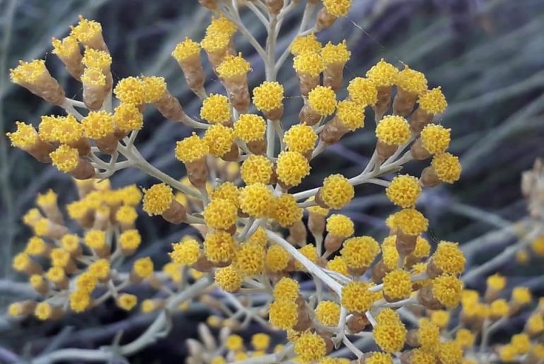 Helicrysum-Italicum