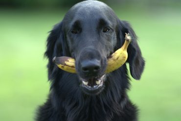 cani-banane