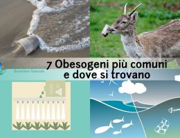obesogeni-rifiuti