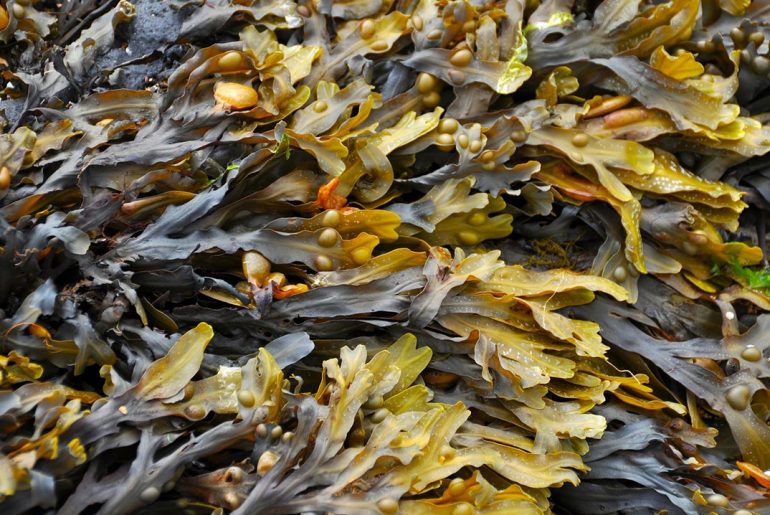 Naturopata Alessandro Di Coste