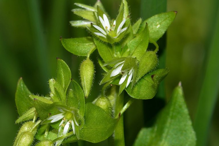 Naturopata Alessandro Di Coste