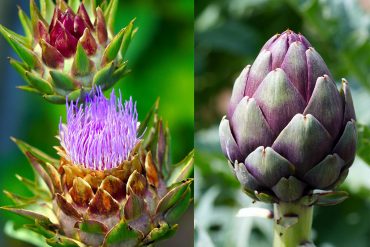 I rimedi naturali consigliati per il fegato
