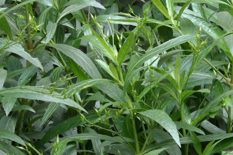 Naturopata Angela Gimelli