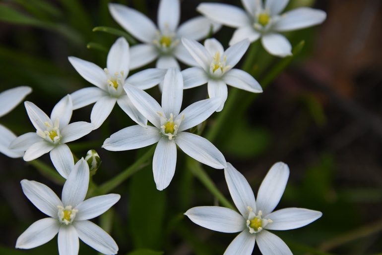 Naturopata Pinuccia Ceriani