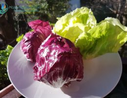 radicchio