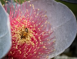 Macrocarpa
