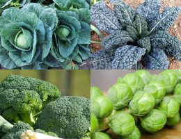 Naturopata Alessandro Di Coste