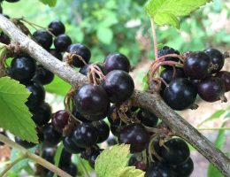 gemmoderivato-ribes-nigrum