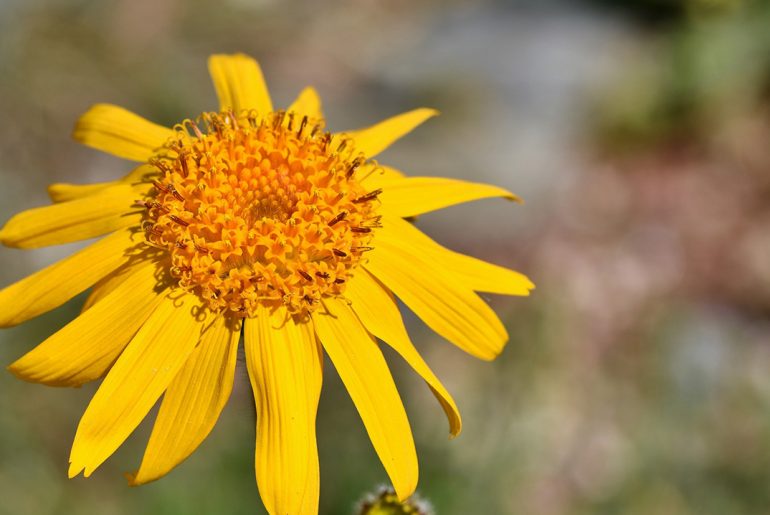 I meravigliosi benefici dellarnica per la pelle ch