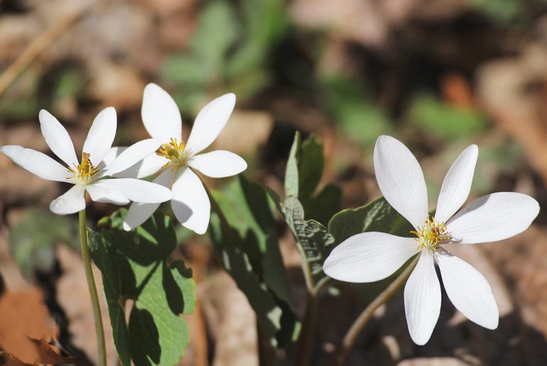 Sanguinaria canadensis