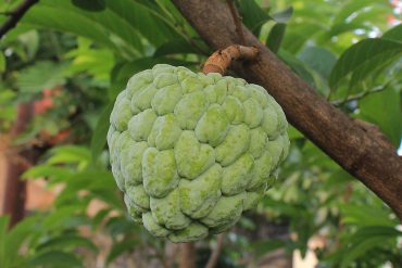 Cherimoya