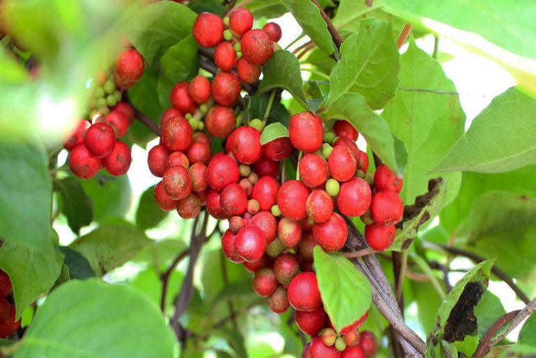 Schisandra-Chinensis