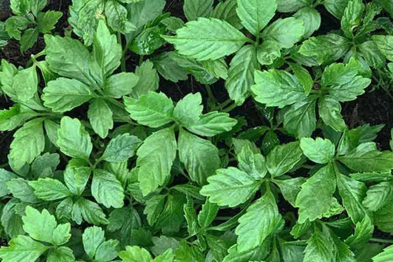 Gynostemma-pentaphyllum