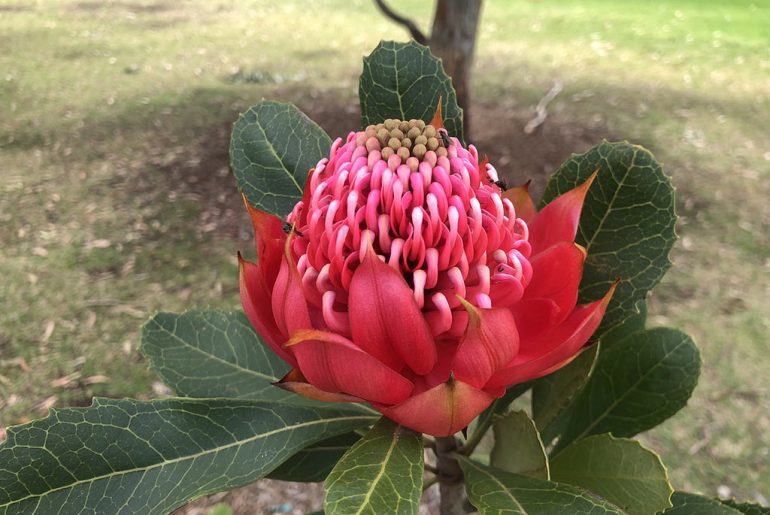 Essenze-floreali-australiane