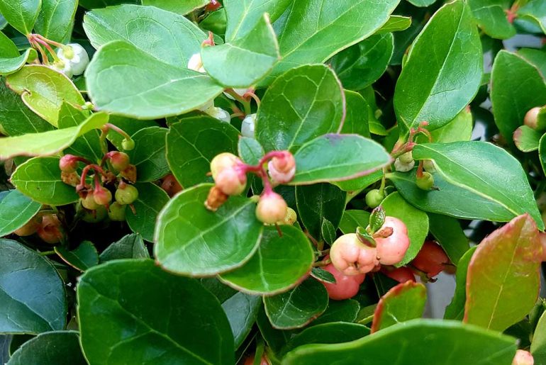 Olio-essenziale-di-gaultheria