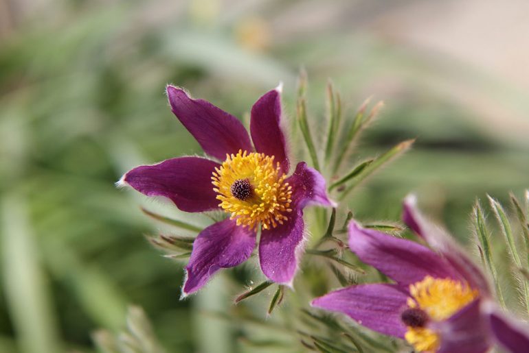 Anemone-pulsatilla